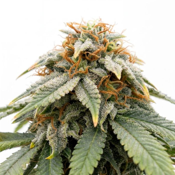Lemon Kush Auto Seeds