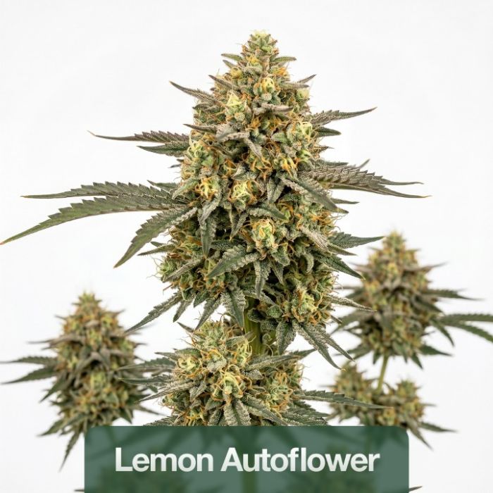 2026 Bestselling Sativa Auto Collection