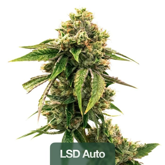 Indica Autoflower Mix Pack
