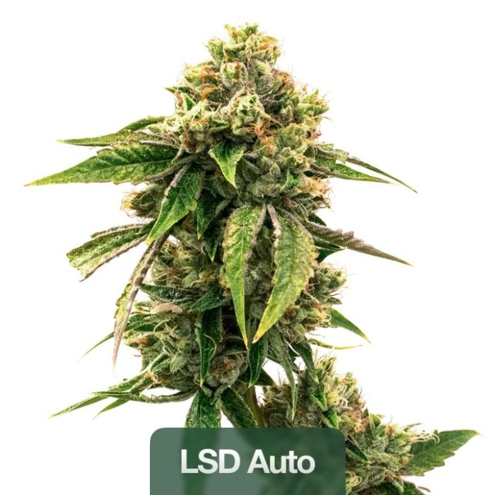 Best Sellers Auto Seeds Mix Pack
