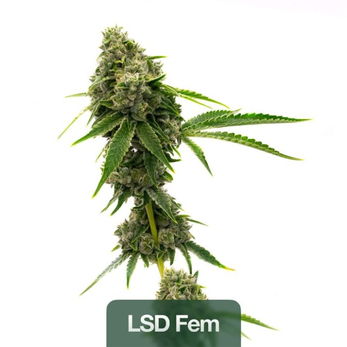 Focus & Creativity Feminized Mix Pack