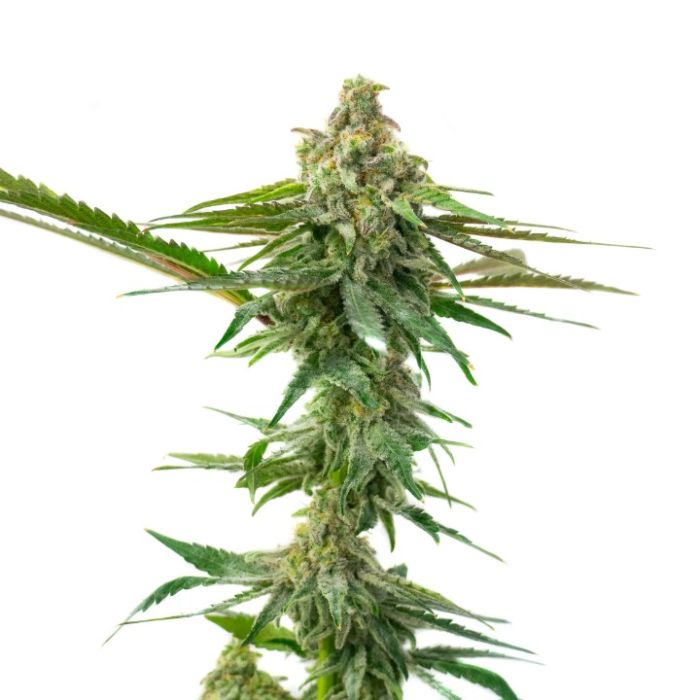 Mac 1 Feminized Cannabis Seeds