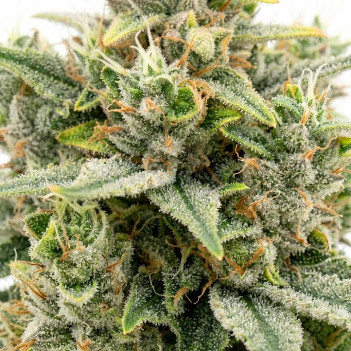 Maui Wowie Seeds