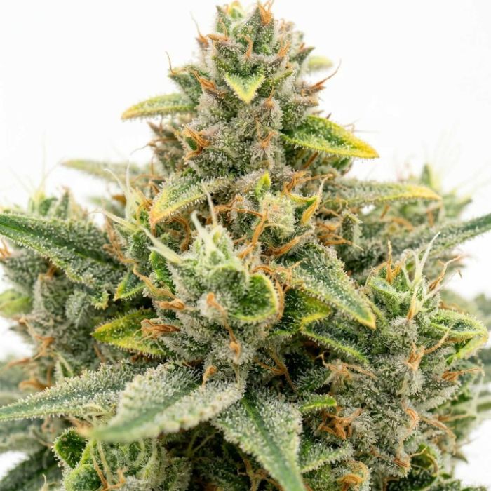 Maui Wowie Seeds