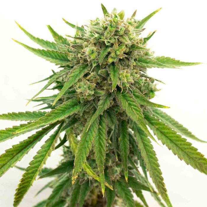 2026 Bestselling Sativa Fem Collection