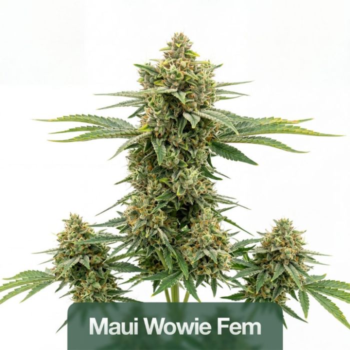 2026 Bestselling Sativa Fem Collection