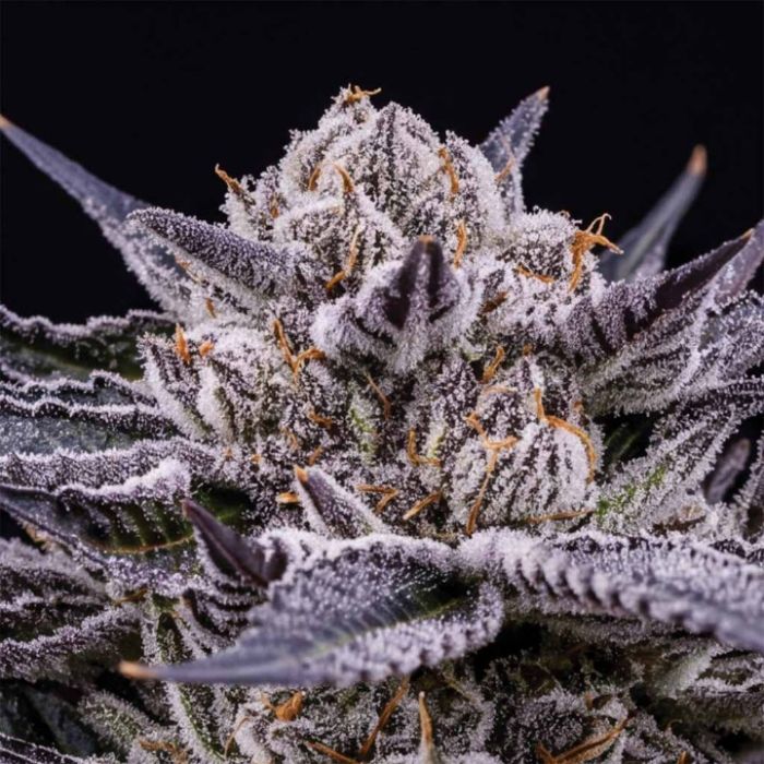Black Baccara + Sunset Spice + Mimosa Clone Bundle
