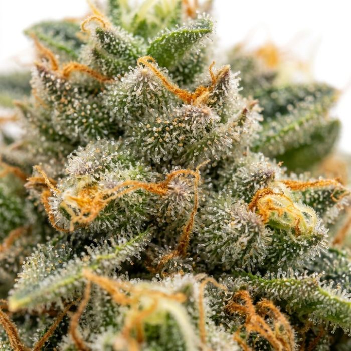 Mimosa Autoflower