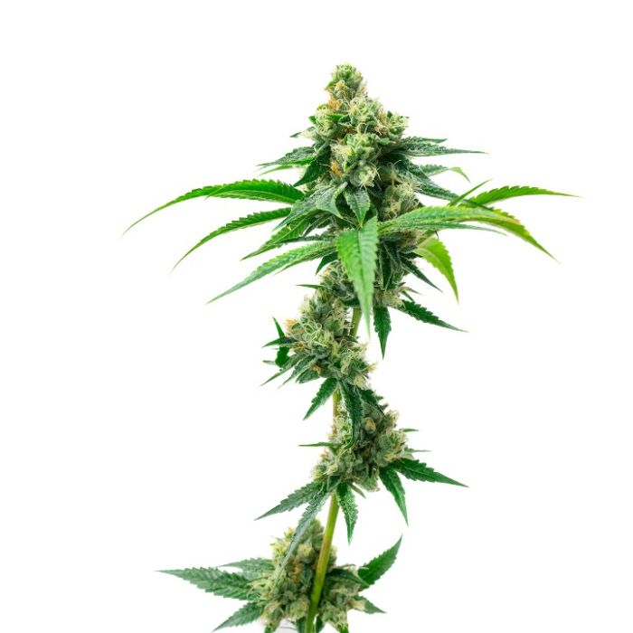 Mimosa Autoflower Cannabis Seeds