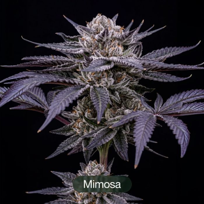 Endless Glue + Octane Mintz + Mimosa Clone Bundle