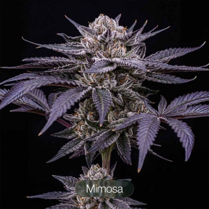 Black Baccara + Sunset Spice + Mimosa Clone Bundle