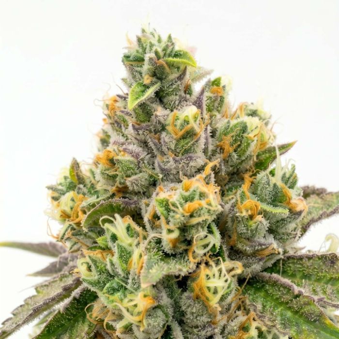 Moby Dick Feminized