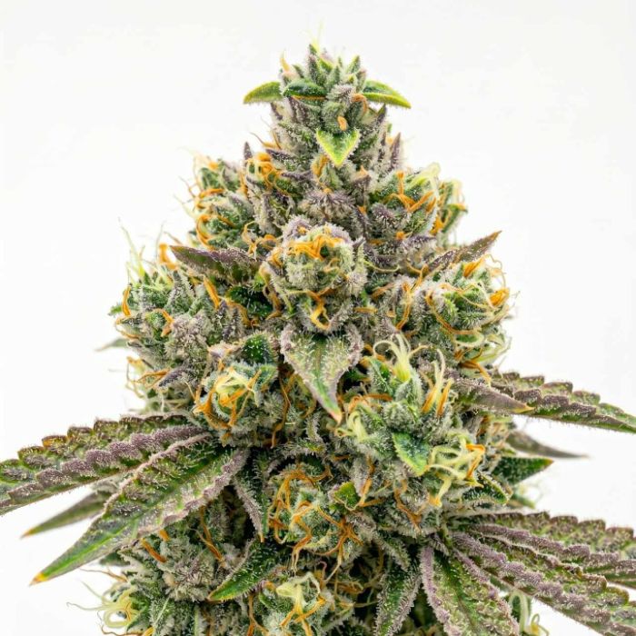 Moby Dick Feminized