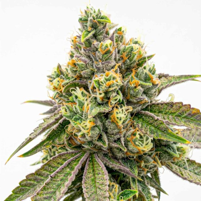 Moby Dick Feminized