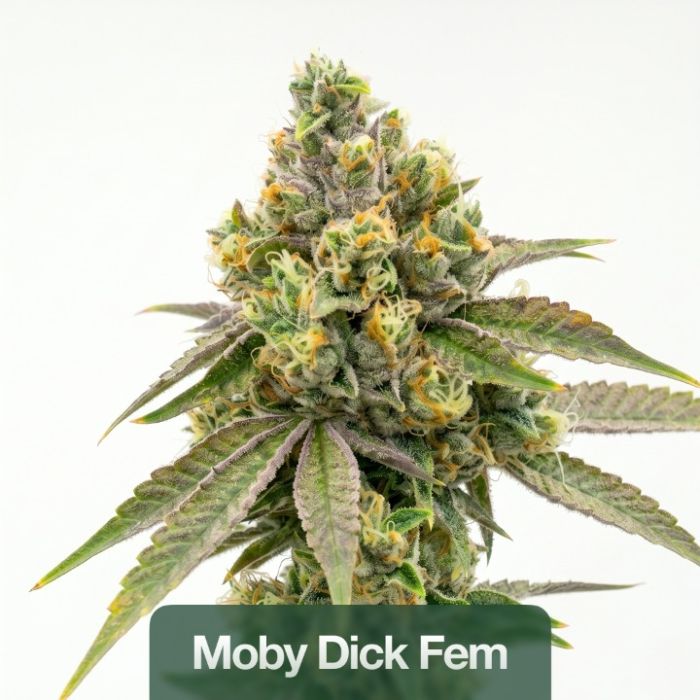 High THC Seeds Mix Pack