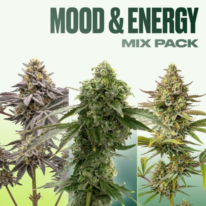 Mood & Energy Feminized Mix Pack