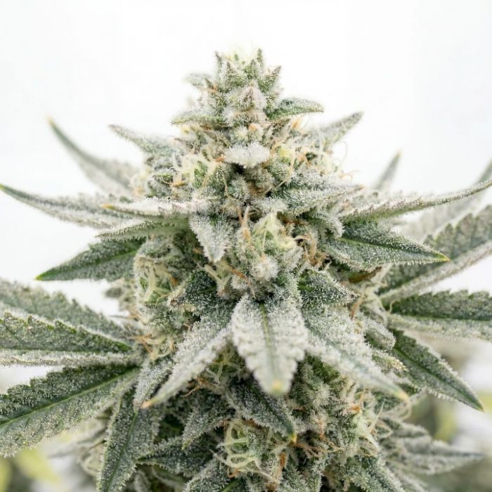 Mystic Gorilla Autoflower