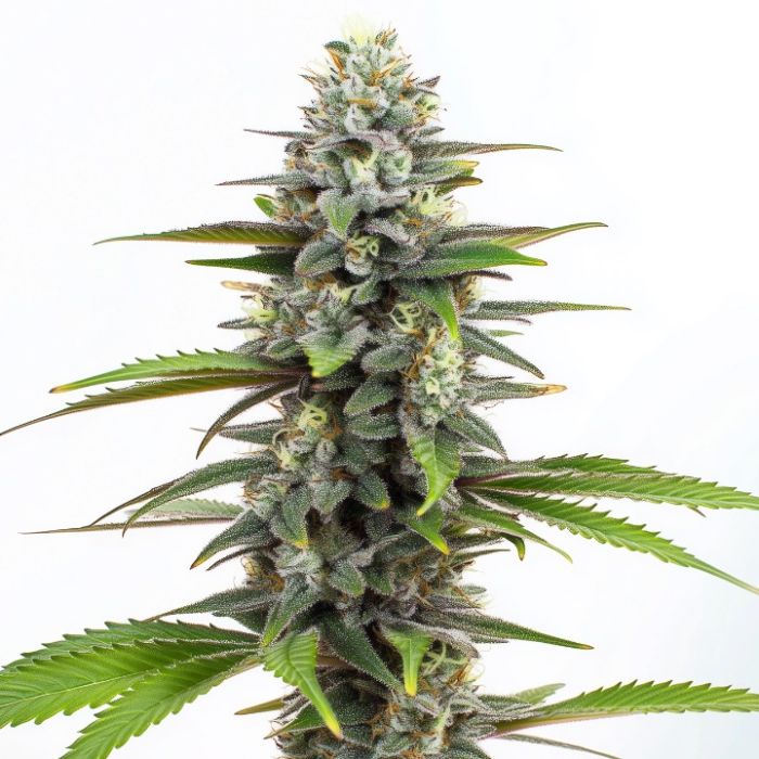 Mystic Gorilla Autoflower Cannabis Seeds