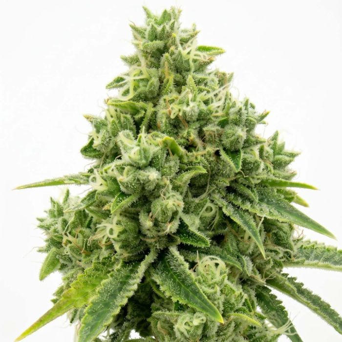 OG Kush Feminized