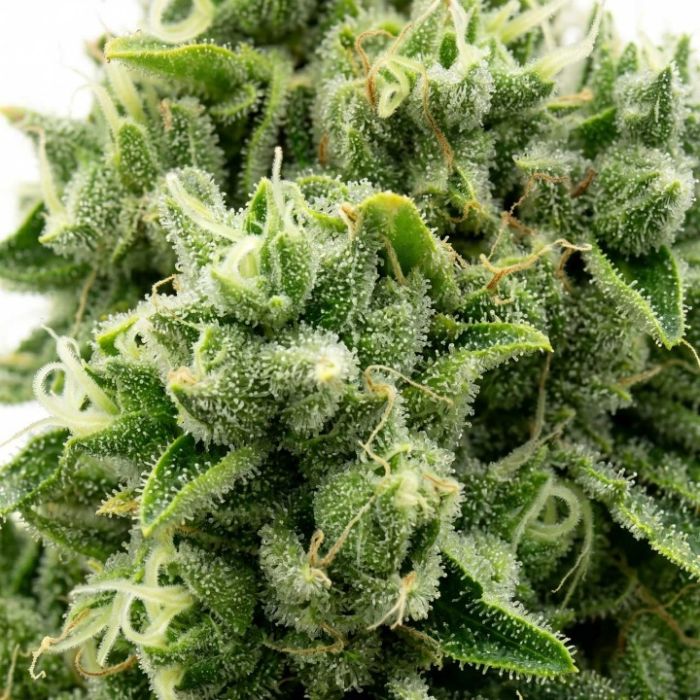 OG Kush Feminized