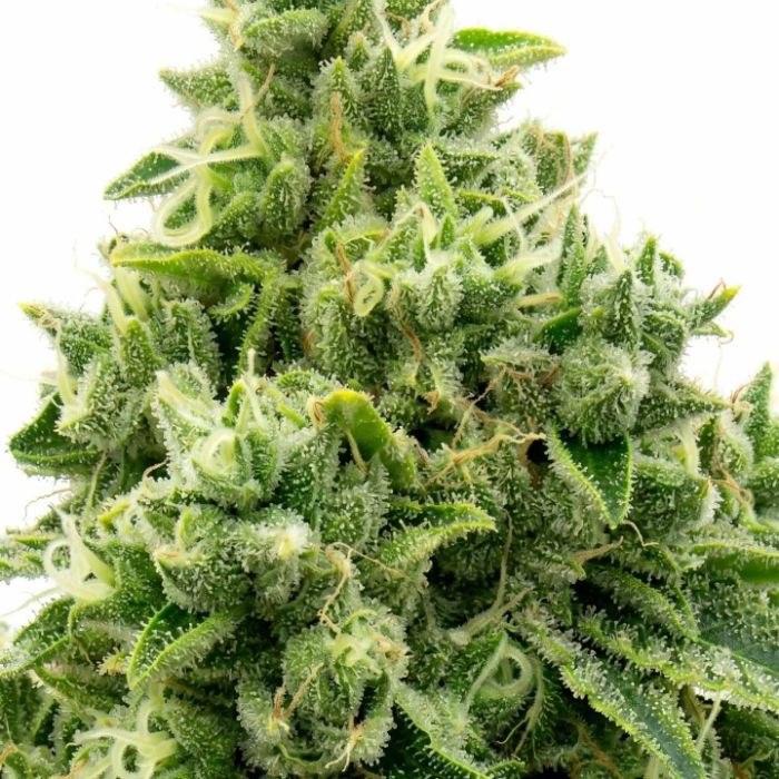 OG Kush Feminized