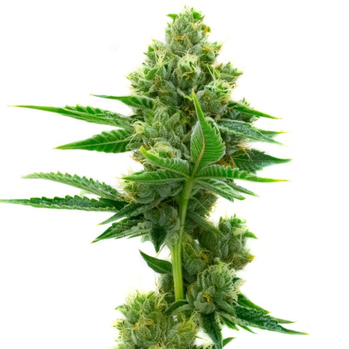 Relax & Unwind Feminized Mix Pack