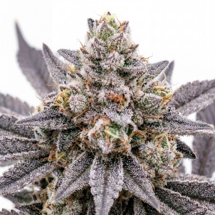 Orange Glaze Feminized