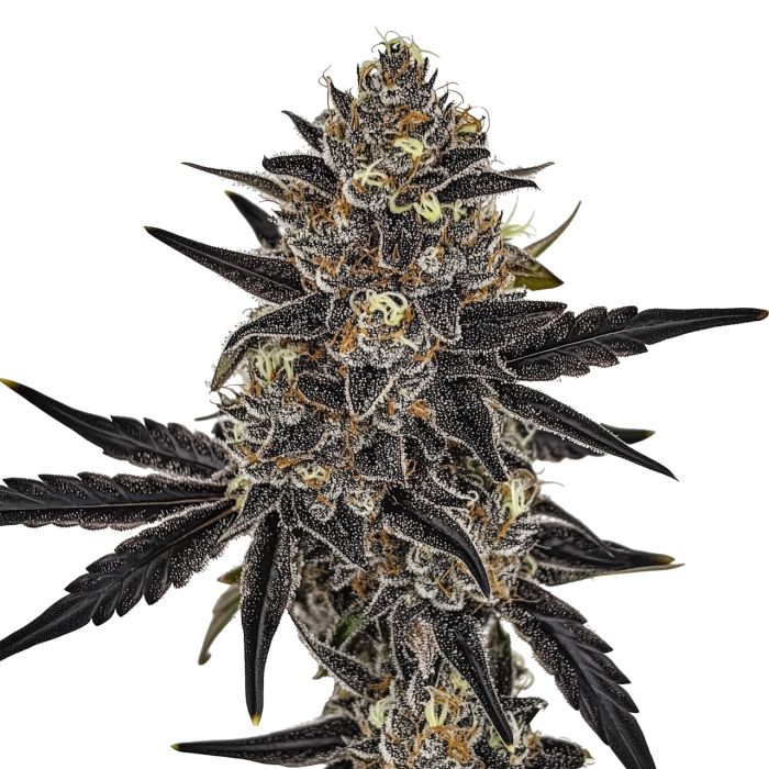 Orange Glaze Feminized Cannabis Seeds