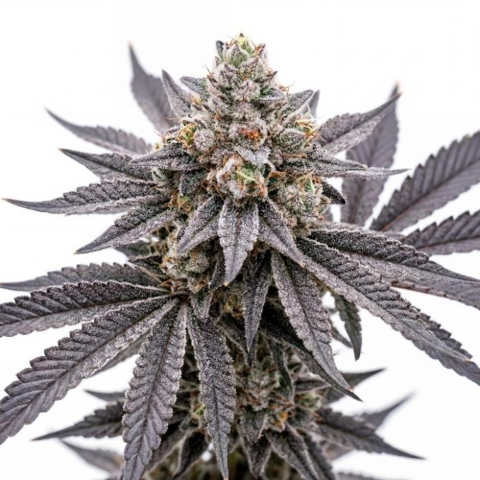 Orange Glaze Feminized