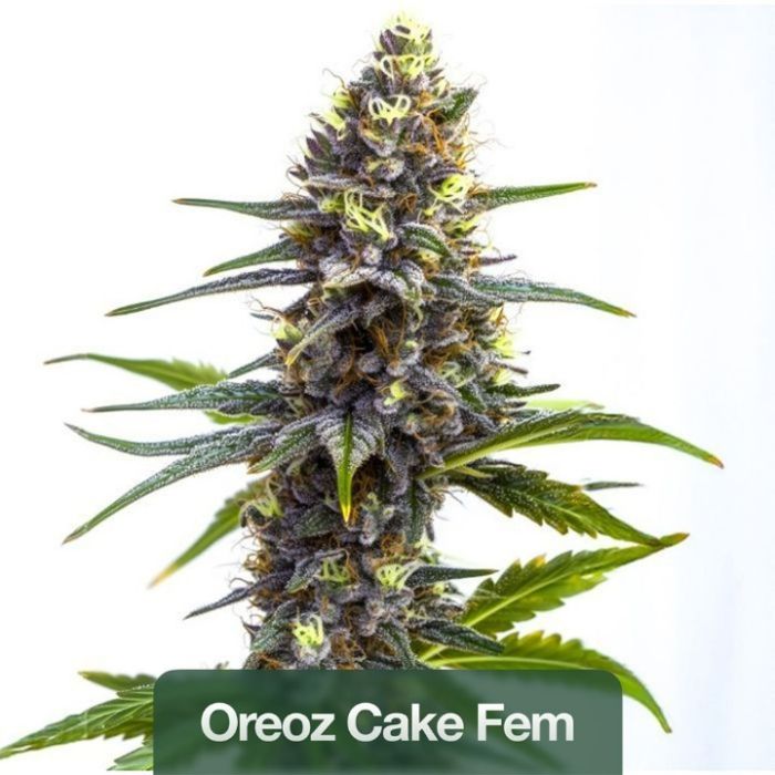 Wellness Feminized Mix Pack
