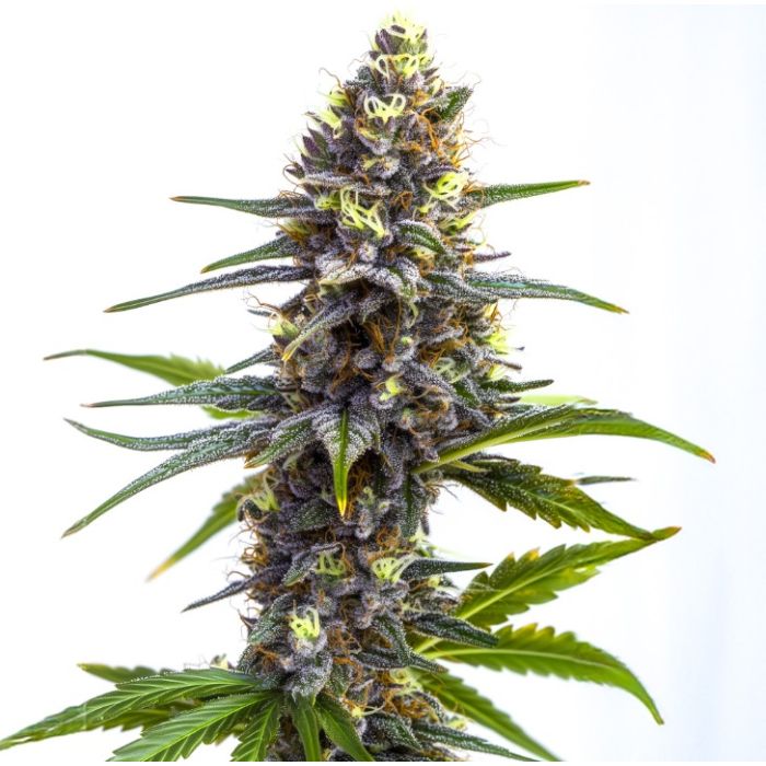 Oreoz Cake Feminized Cannabis Seeds