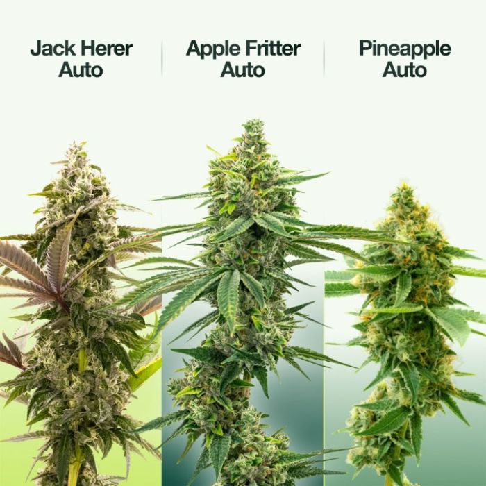 Outdoor Auto Seeds Mix Pack