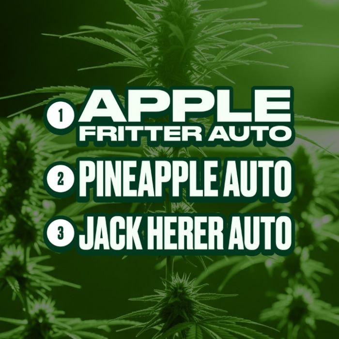 Outdoor Autoflower Mix Pack