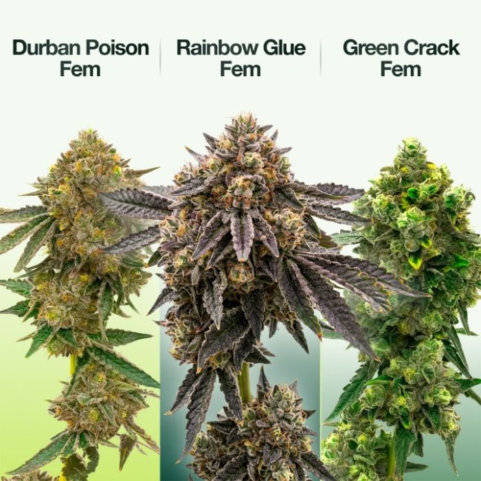 Outdoor Seeds Mix Pack
