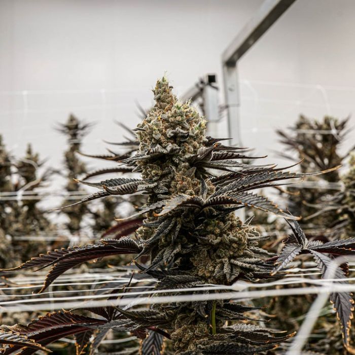 Pablo's Pineapple Cannabis Clones