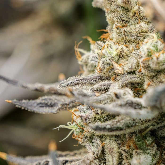 Pablo's Pineapple Cannabis Clones