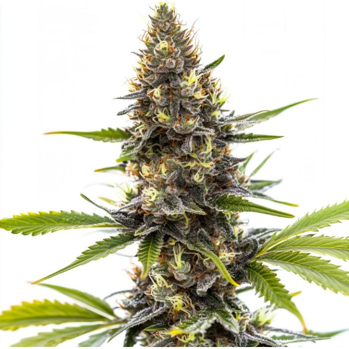 Peach Creshendo Feminized Seeds