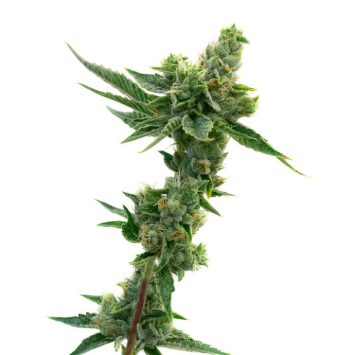 Peanut Butter Breath Autoflower Cannabis Seeds