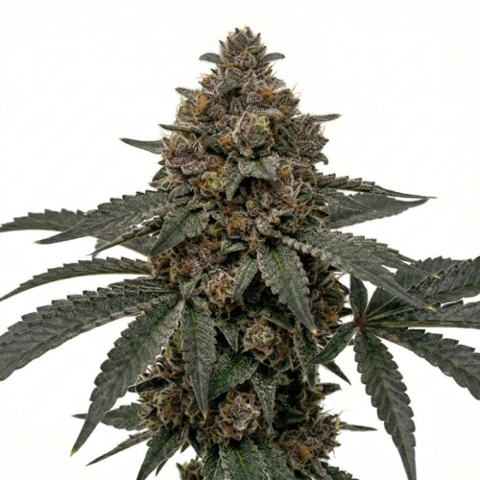 Permanent Marker Feminized