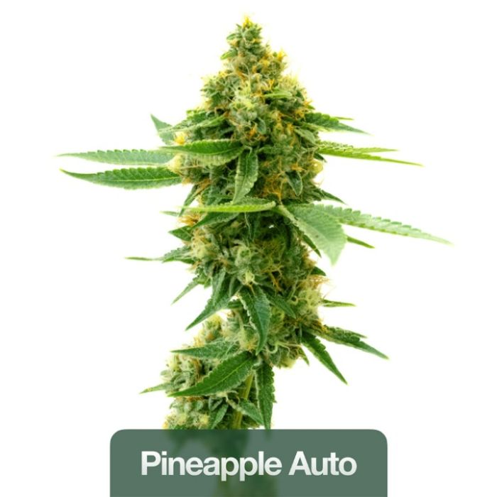Outdoor Auto Seeds Mix Pack