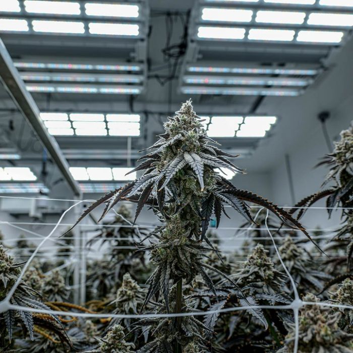 Plasma Fruit Cannabis Clones