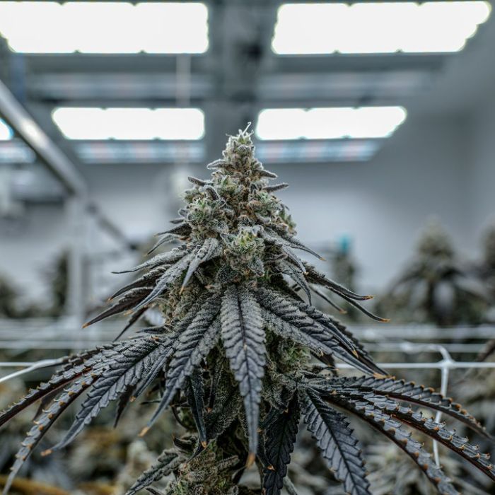 Plasma Fruit Cannabis Clones