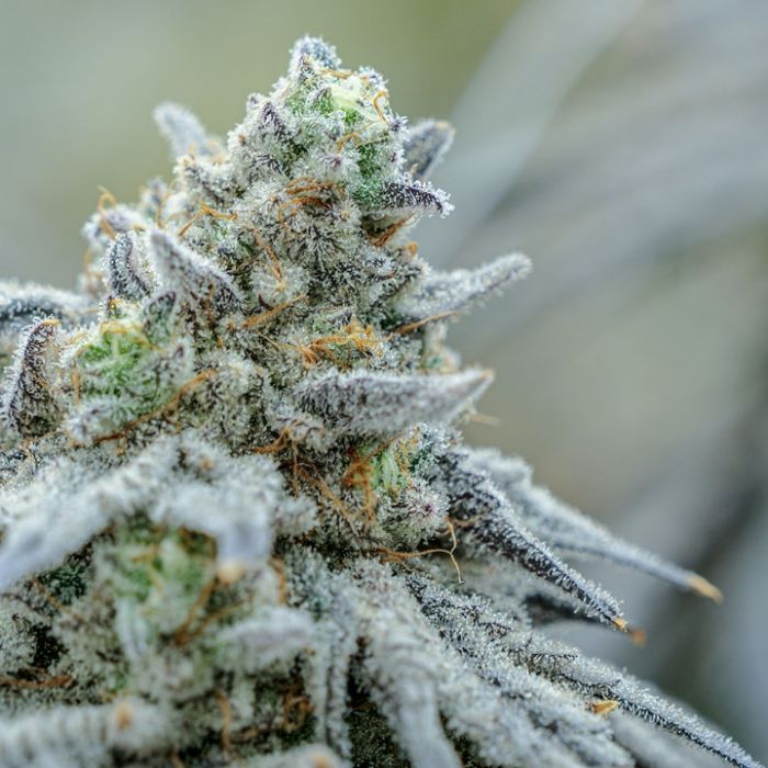 Plasma Fruit Cannabis Clones