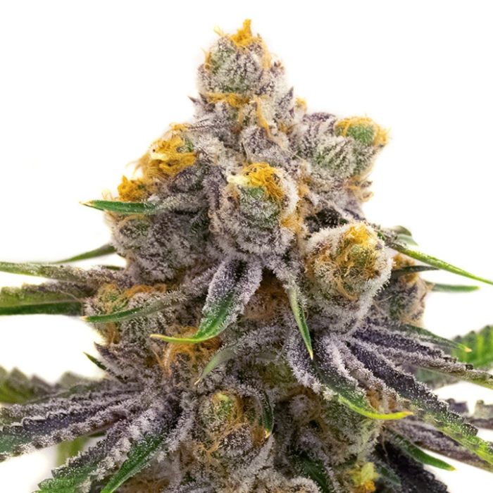 Purple Punch Autoflower Cannabis Seeds
