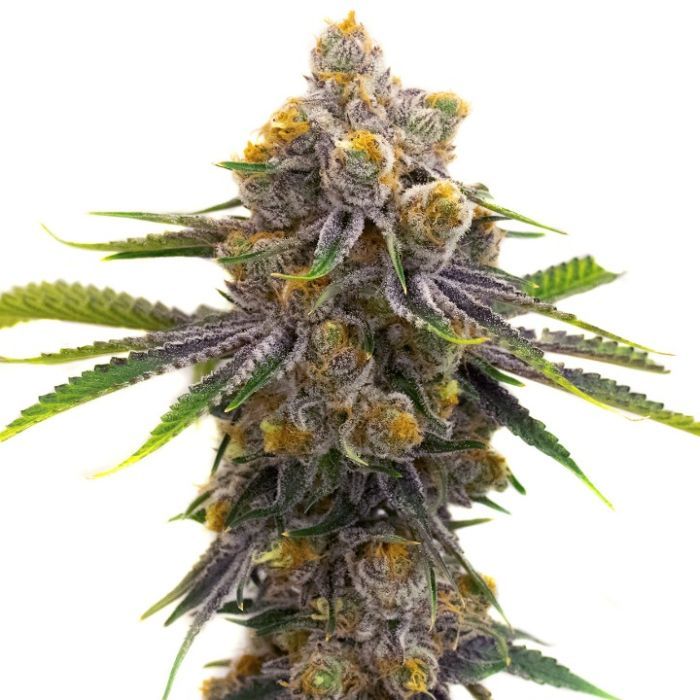 2026 Bestselling Indica Auto Collection