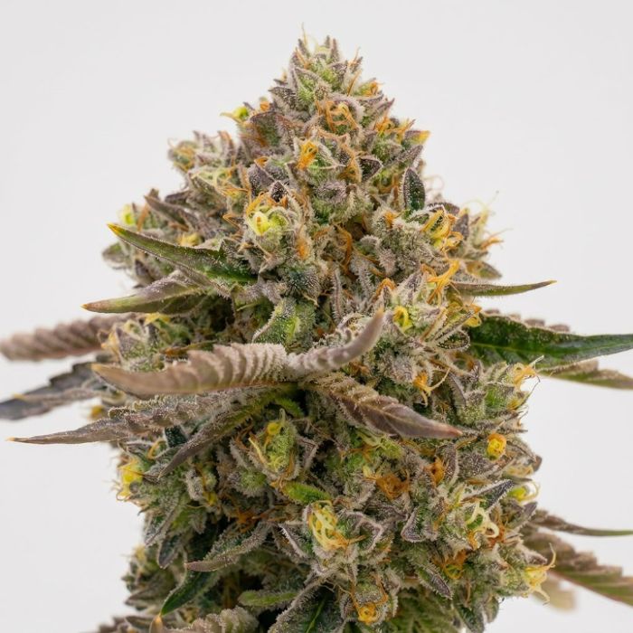 Purple Sunset Autoflower