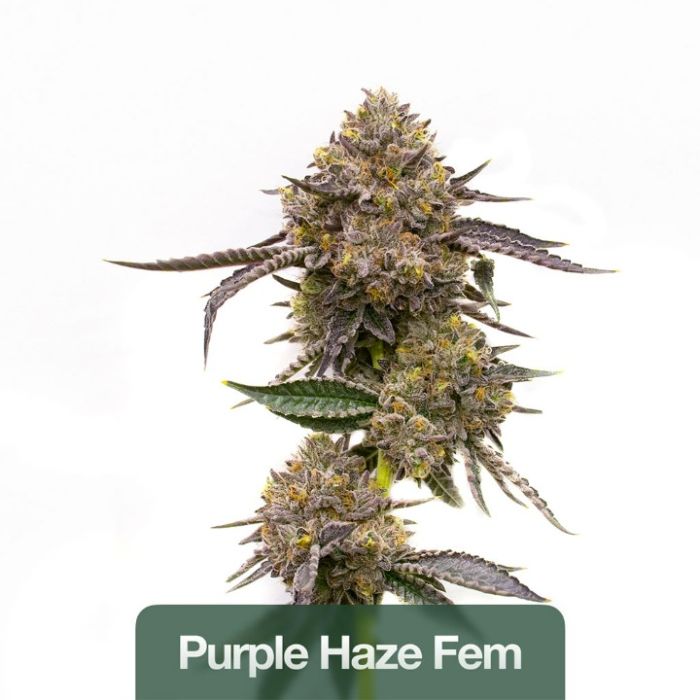 Sativa Feminized Mix Pack