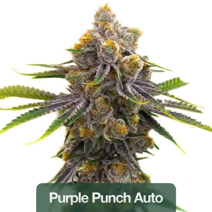 2026 Bestselling Indica Auto Collection