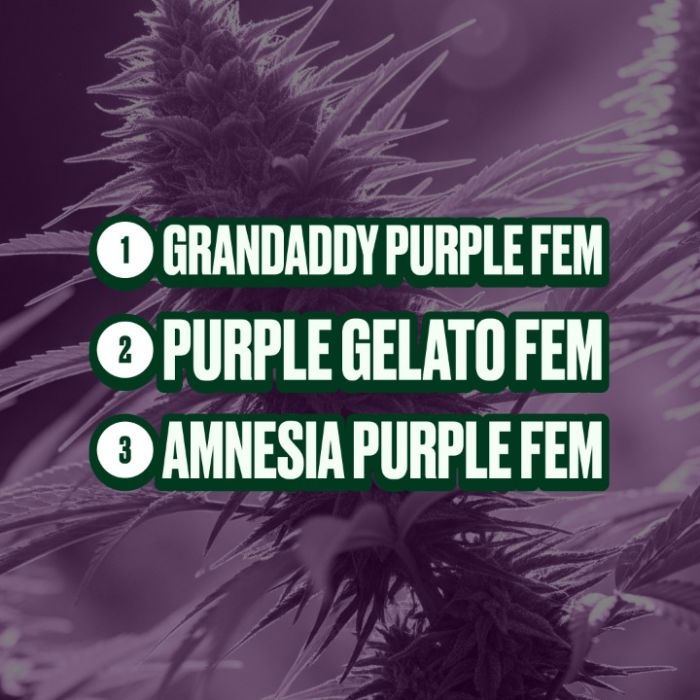 Purps Mix Pack