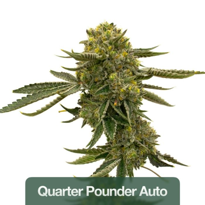 Best Sellers Auto Seeds Mix Pack